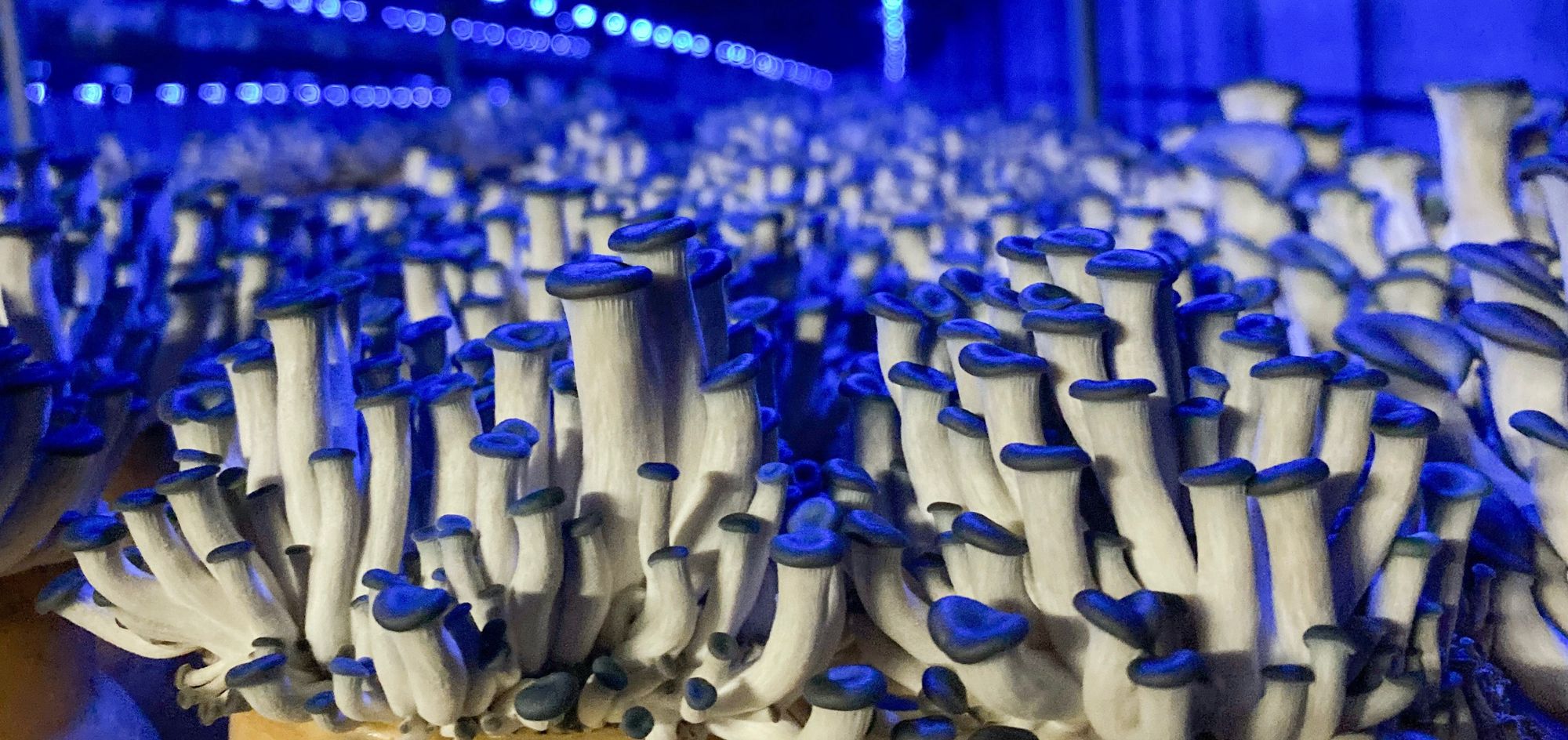 Hedgehog - Robotic mushroom farms